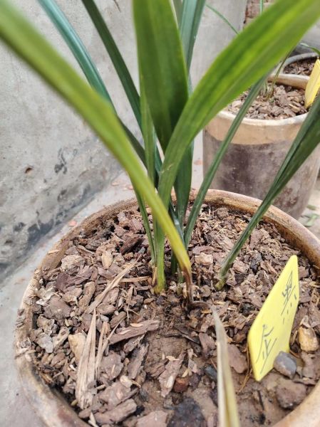 兰花前景怎么样_新手养兰花赚钱吗