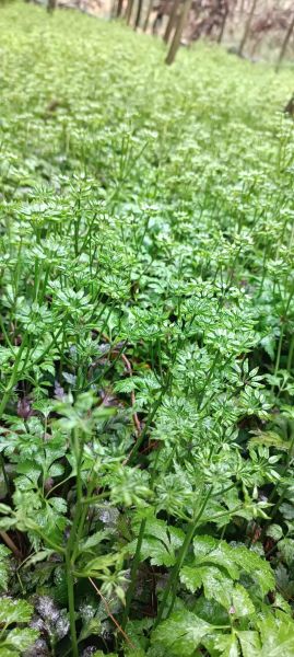 种黄连前景怎么样_2024年种黄连赚钱吗