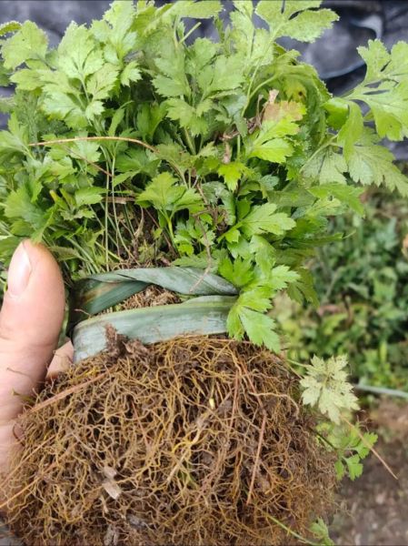 种黄连前景怎么样_2024年种黄连赚钱吗