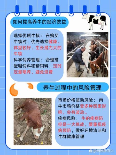 肉牛养殖成本怎么算_肉牛品种选择哪个好