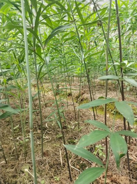 黄精种植赚钱吗_黄精市场前景如何