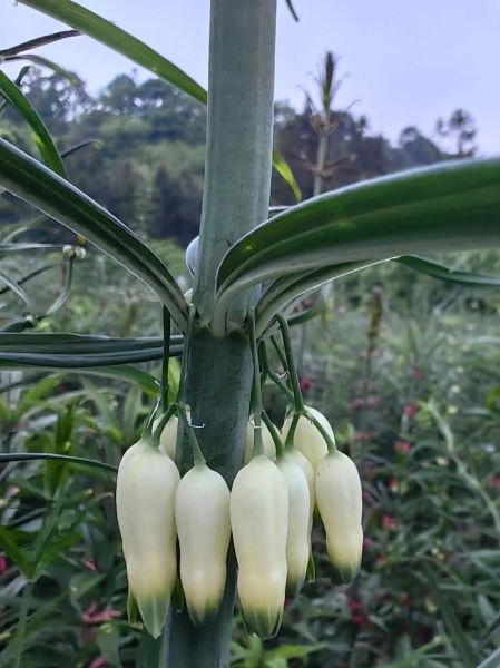黄精种植赚钱吗_黄精市场前景如何