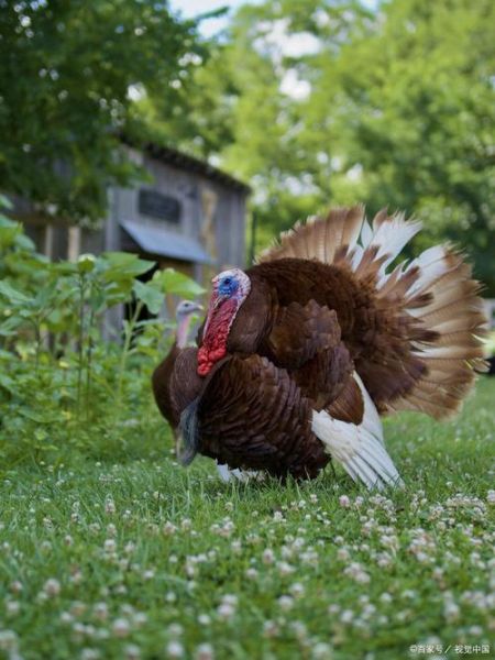 火鸡养殖赚钱吗_火鸡市场前景怎么样