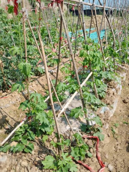 无公害蔬菜前景怎么样_2024年还能赚钱吗