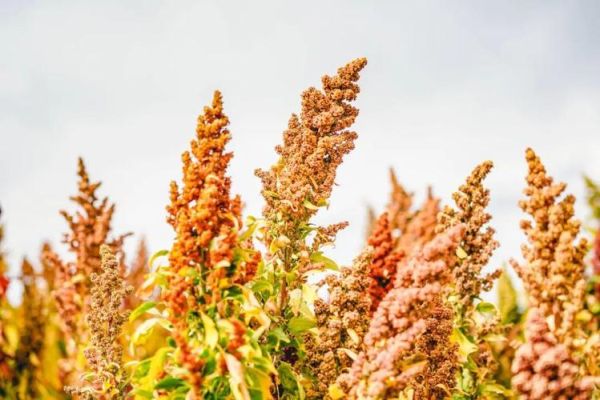 藜麦种植前景怎么样_藜麦市场未来五年趋势