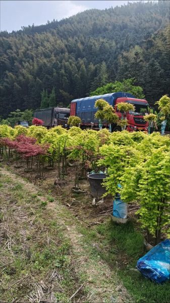 苗木行业前景怎么样_2024苗木种植什么最赚钱