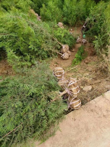 苗木行业前景怎么样_2024苗木种植什么最赚钱