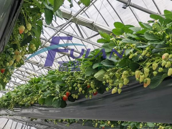 草莓深加工市场前景如何_草莓深加工有哪些产品