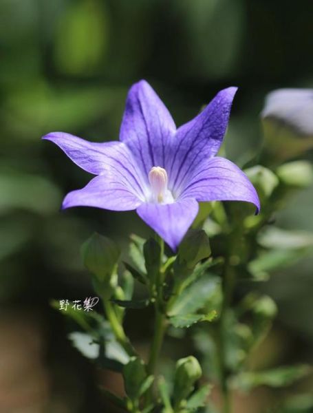 桔梗种植前景怎么样_桔梗种植赚钱吗