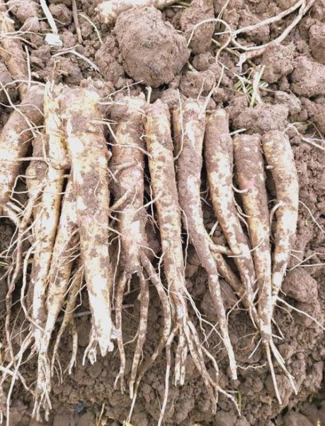 桔梗种植前景怎么样_桔梗种植赚钱吗