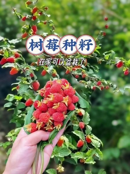 红树莓种植前景怎么样_红树莓一亩利润多少