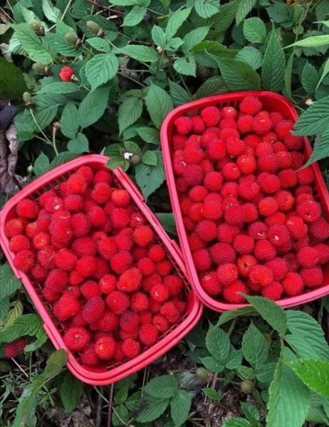 红树莓种植前景怎么样_红树莓一亩利润多少