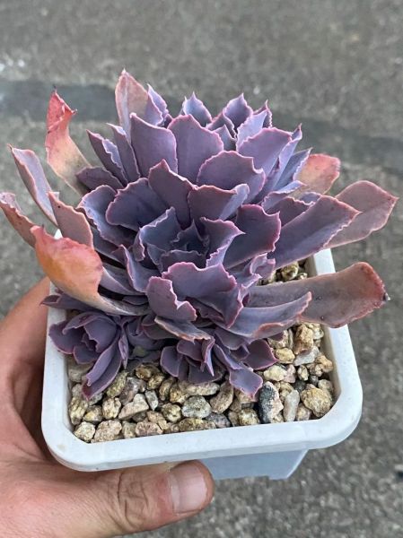 多肉植物赚钱吗_2024年多肉市场前景怎么样