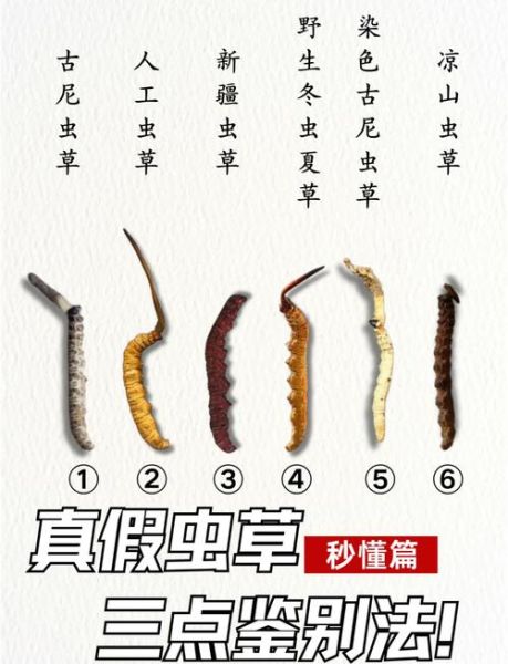 冬虫夏草前景怎么样_冬虫夏草值得投资吗