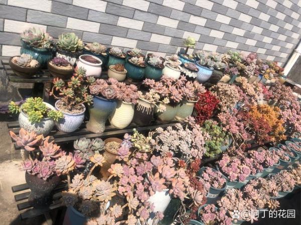 多肉植物赚钱吗_2024年多肉市场前景怎么样