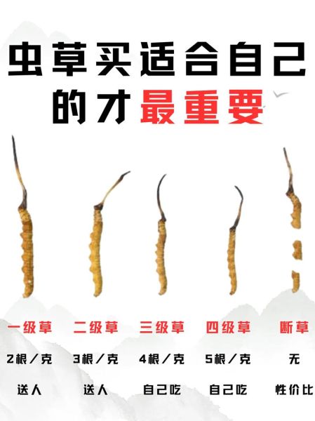 冬虫夏草前景怎么样_冬虫夏草值得投资吗