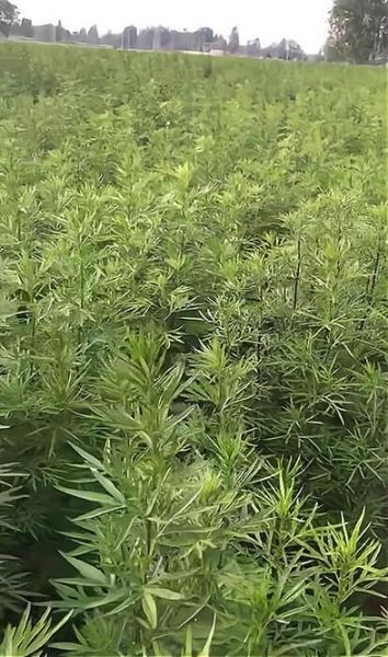 艾草种植前景怎么样_艾草市场前景分析